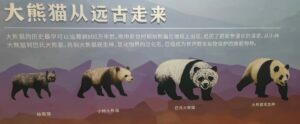 四川省・の写真 甲玉拉措と玉科草原からパンダとお茶の故郷へ5-9