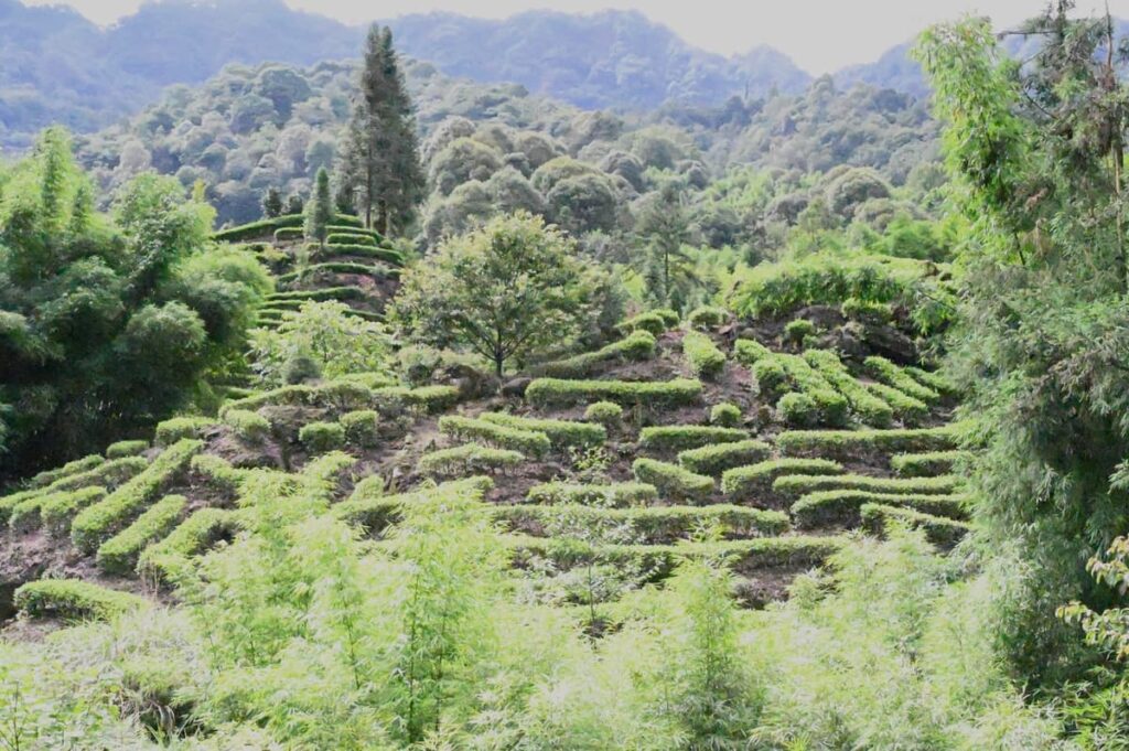 四川省・の写真 甲玉拉措と玉科草原からパンダとお茶の故郷へ6-4