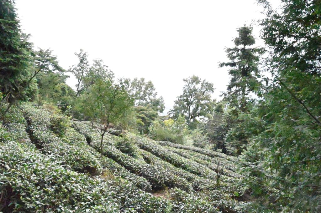 四川省・の写真 甲玉拉措と玉科草原からパンダとお茶の故郷へ6-5