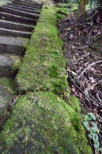 四川省・の写真 甲玉拉措と玉科草原からパンダとお茶の故郷へ6-6
