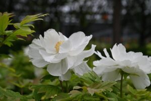 山西省・の写真 中原の都、洛陽應天門と牡丹5-7