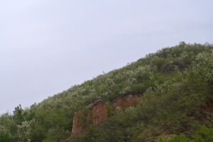 山西省・の写真 中原の都、洛陽應天門と牡丹6-7