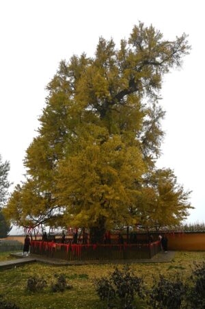 陝西省・の写真 岩と光の夢の回廊9-11