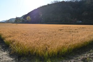 陝西省・の写真 岩と光の夢の回廊9-6